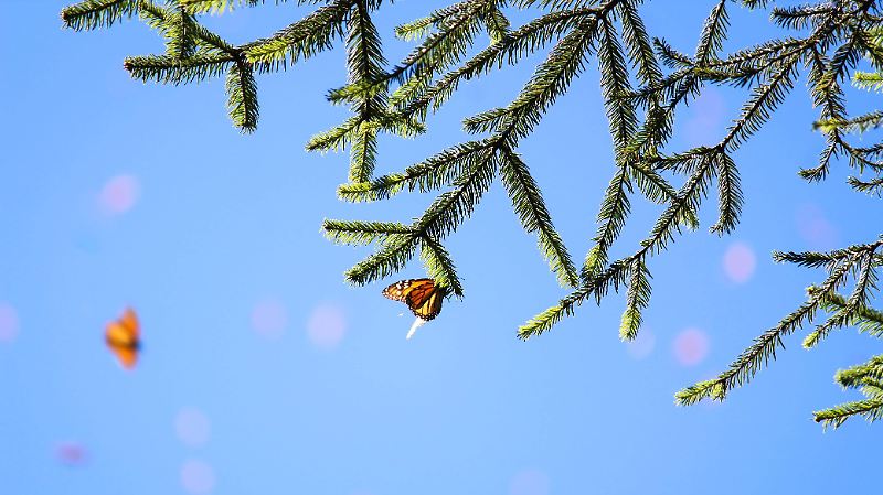 mariposa monarca reserva